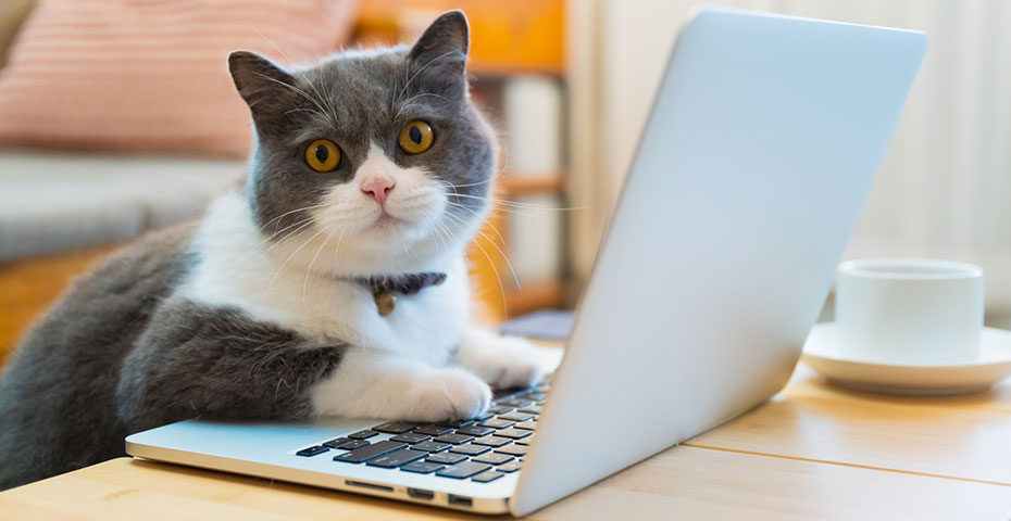 Mastering Social Media Analytics for Your Veterinary Practice