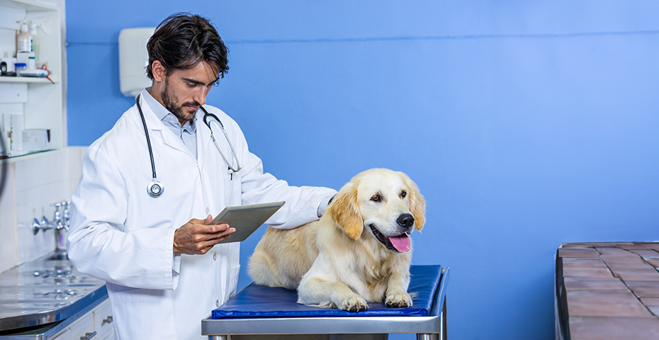 The Diverse World of Veterinary Marketing and Medicine