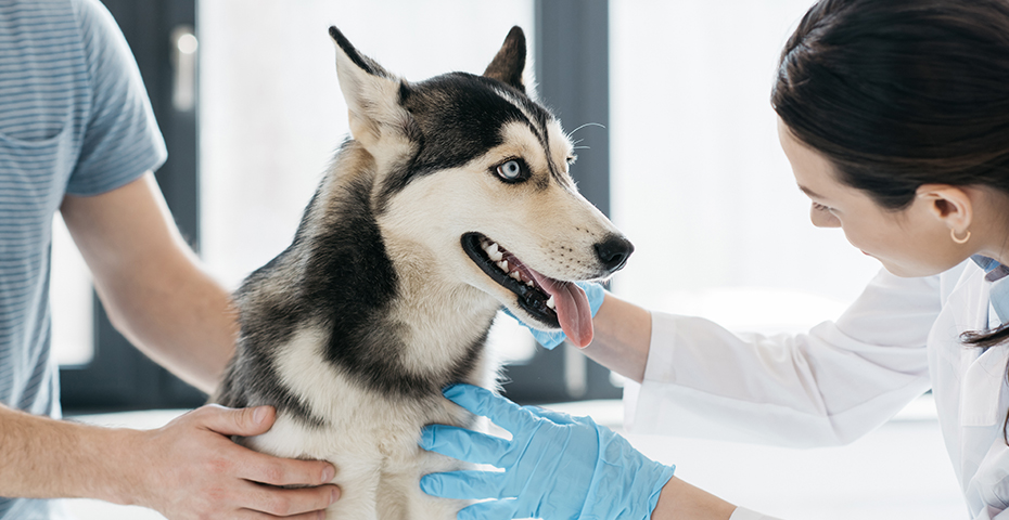 The Evolving Landscape of Veterinary Care: Trends and Insights