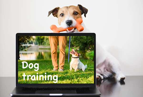 Dog Trainer Marketing Agency